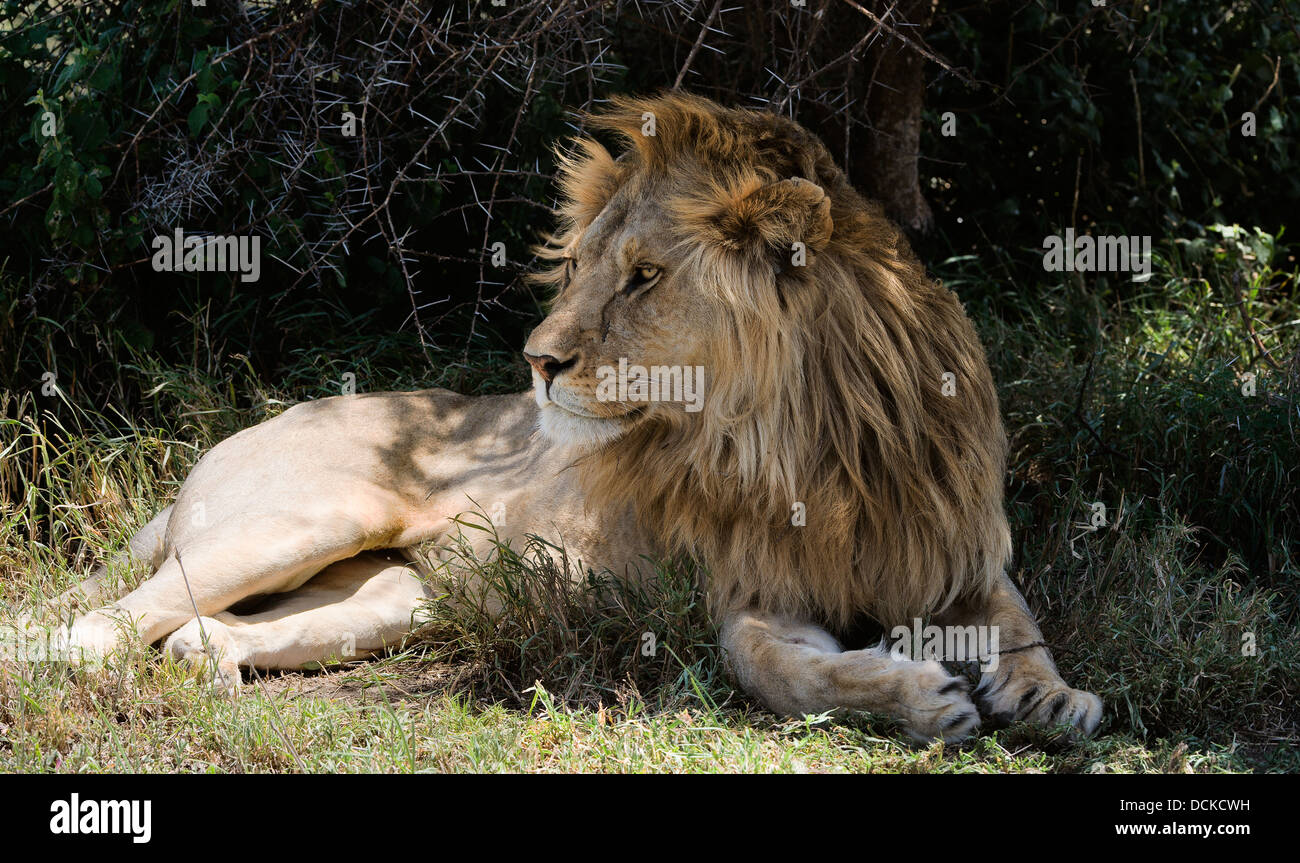 Powerful male lion hi-res stock photography and images - Alamy