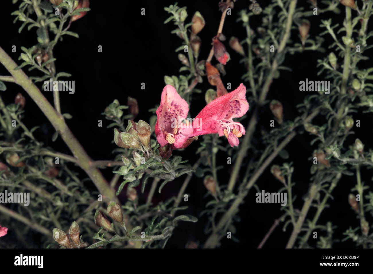 Clsoe-up of West Coast Mintbush / Limestone Mintbush - Prostanthera calycina - Family Lamiaceae Stock Photo