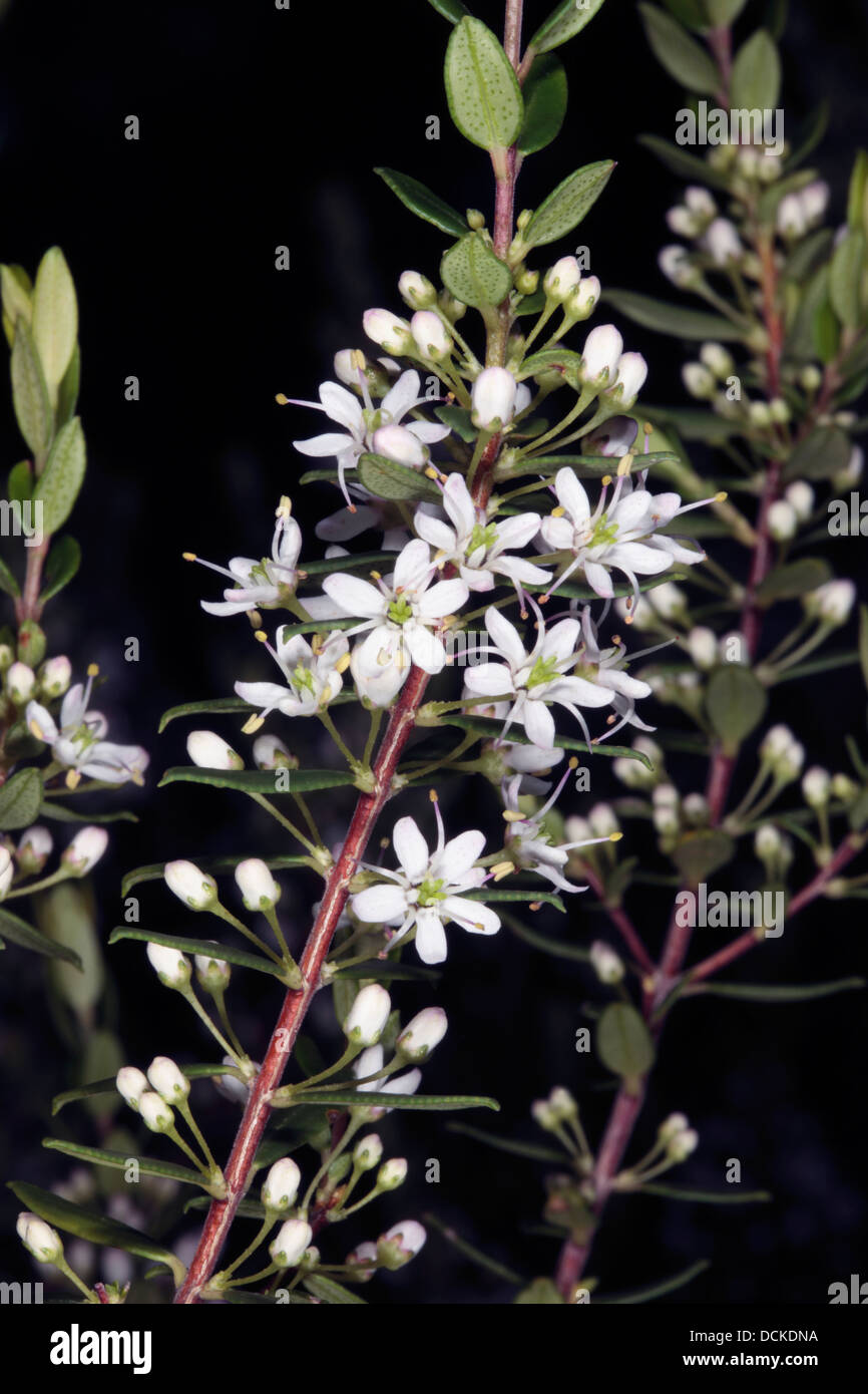 False Buchu / Kluitjieskraal - Agathosma ovata - Family Rutaceae Stock Photo