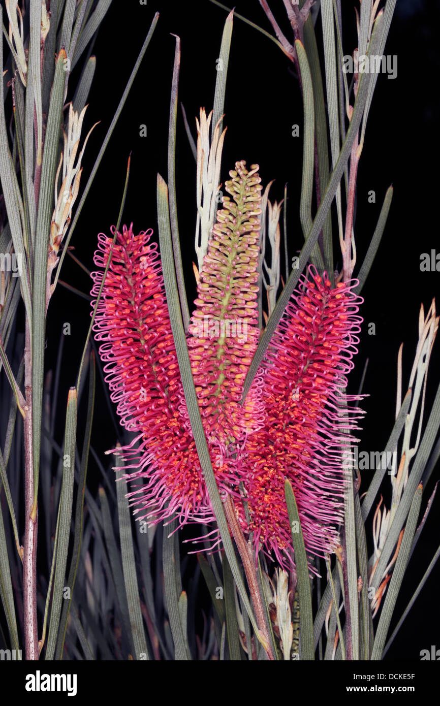 Close-up of Grass-leaf hakea flowers - Hakea francisiana- Family Proteaceae Stock Photo