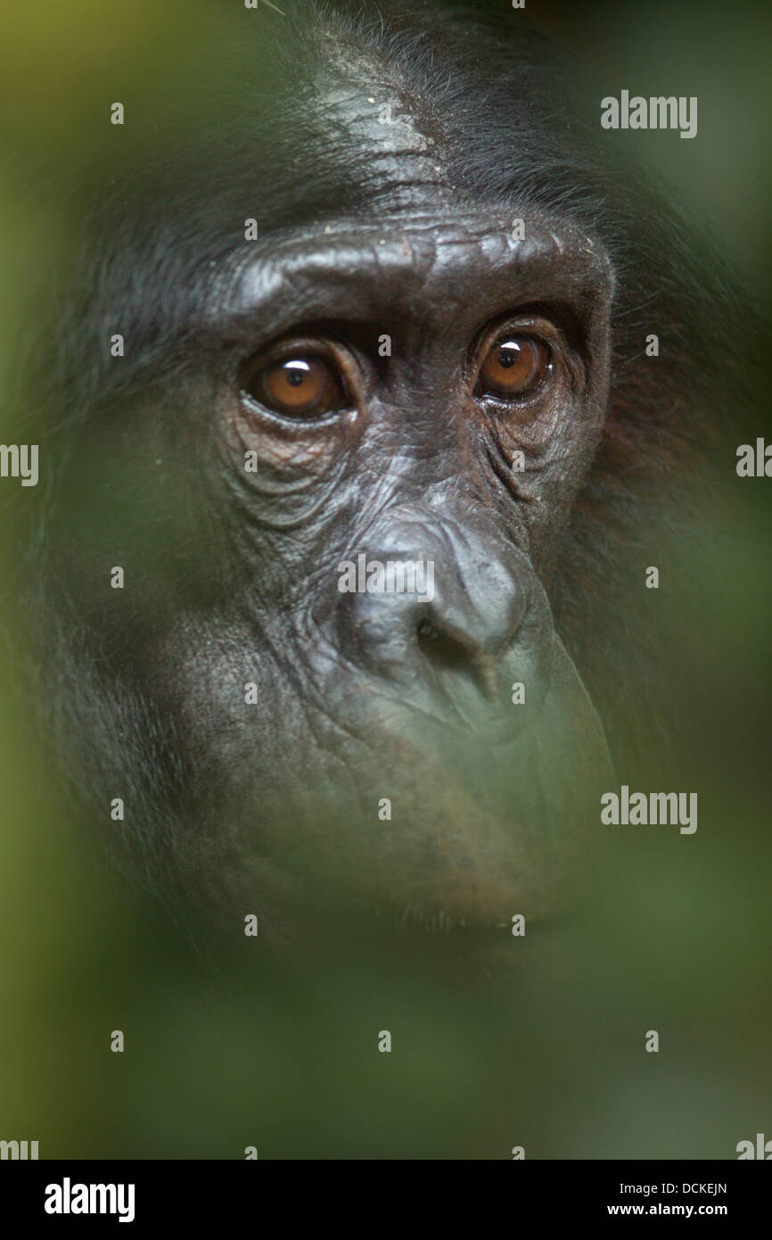 Bonobo or Dwarf Chimpanzee Pan paniscus Stock Photo