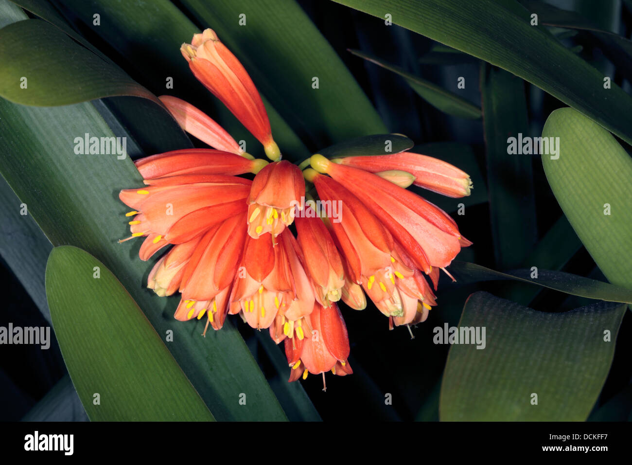 Close-up of Clivia flowers - Clivia caulescens- Family Amaryllidacae Stock Photo