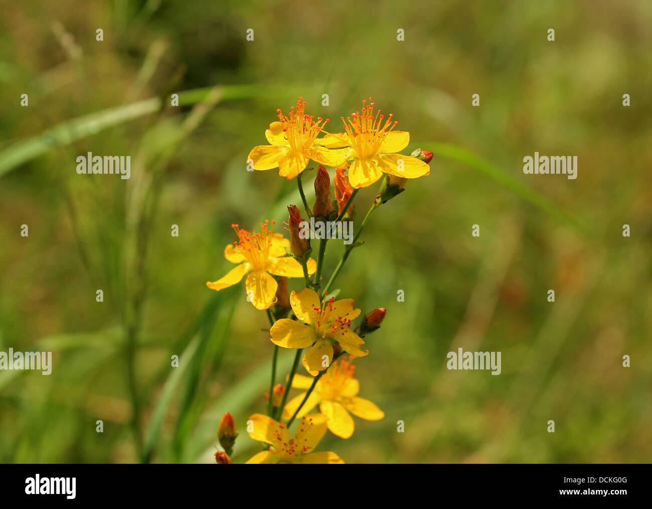 British Wild Flower Saint John's Wort Stock Photo