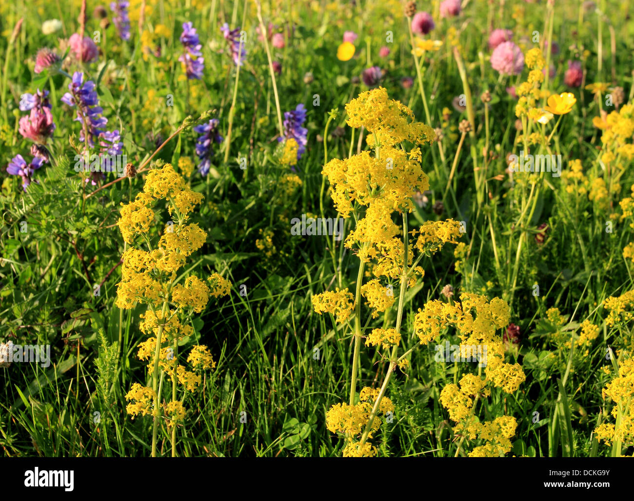 British Wild Flower Lady's Bedstraw Stock Photo