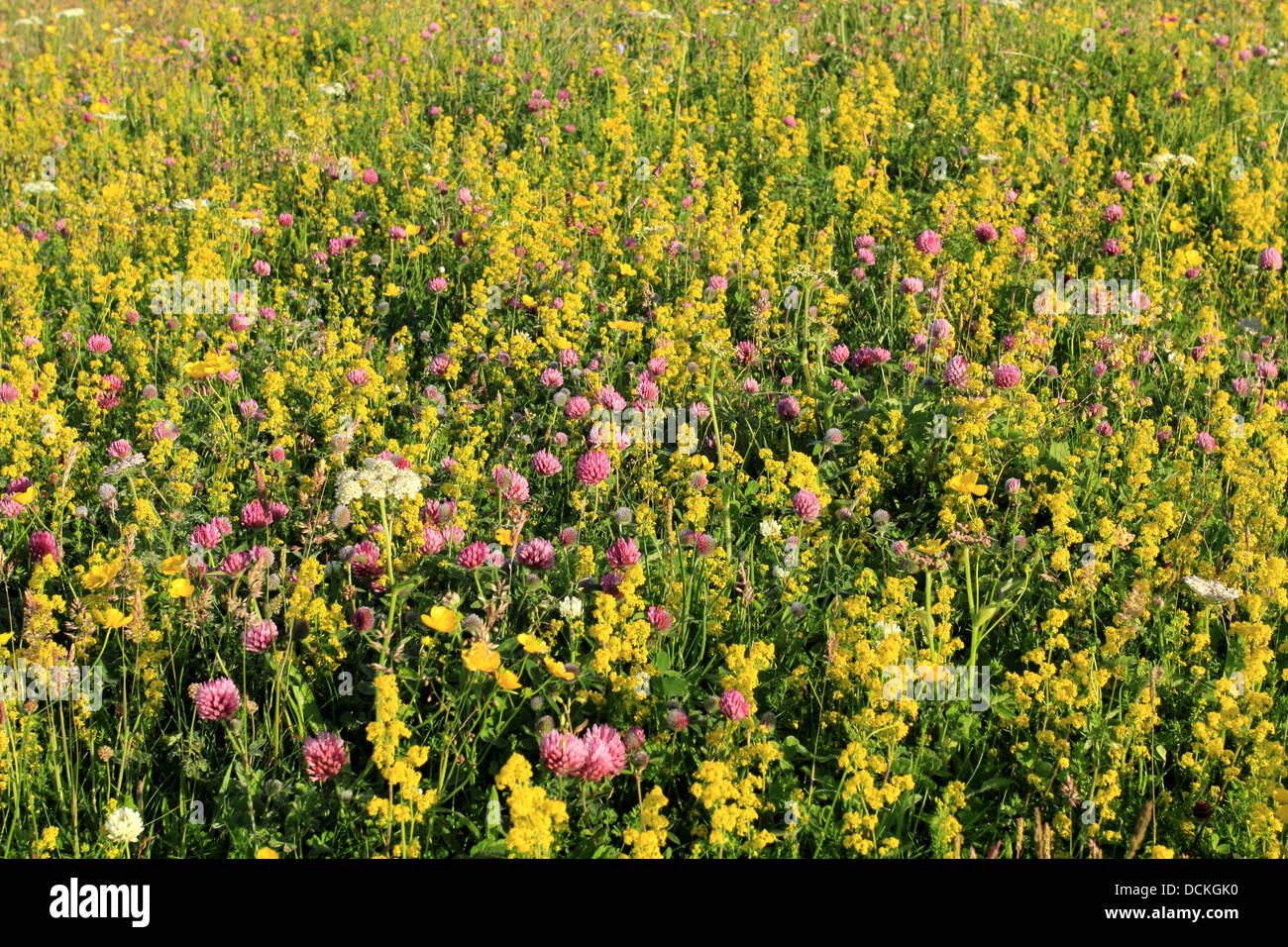British Wild Flowers Red Clover and Lady's Bedstraw Stock Photo