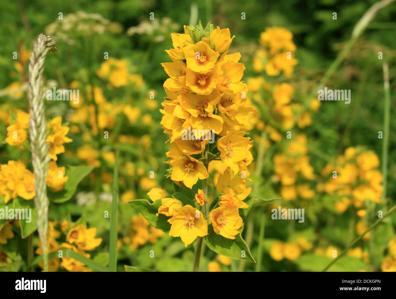 British Wild Flower Yellow Loosestrife Stock Photo