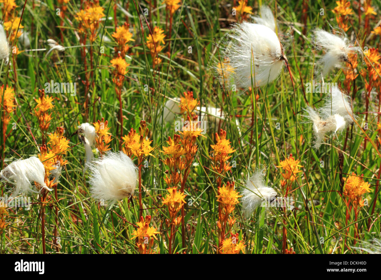 British Wild Flower Common  Cotton Grass and Bog Asphodel Stock Photo