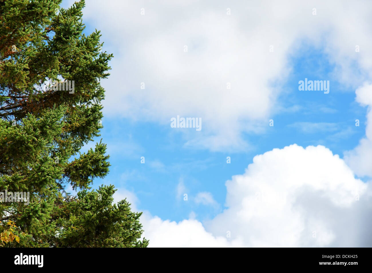 Evergreen tree and blue sky Stock Photo - Alamy