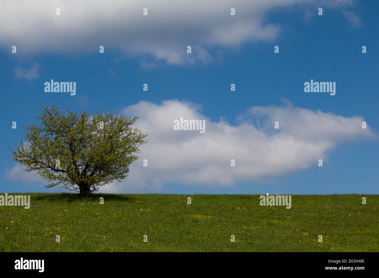 Sky field grass green plant hi-res stock photography and images - Alamy