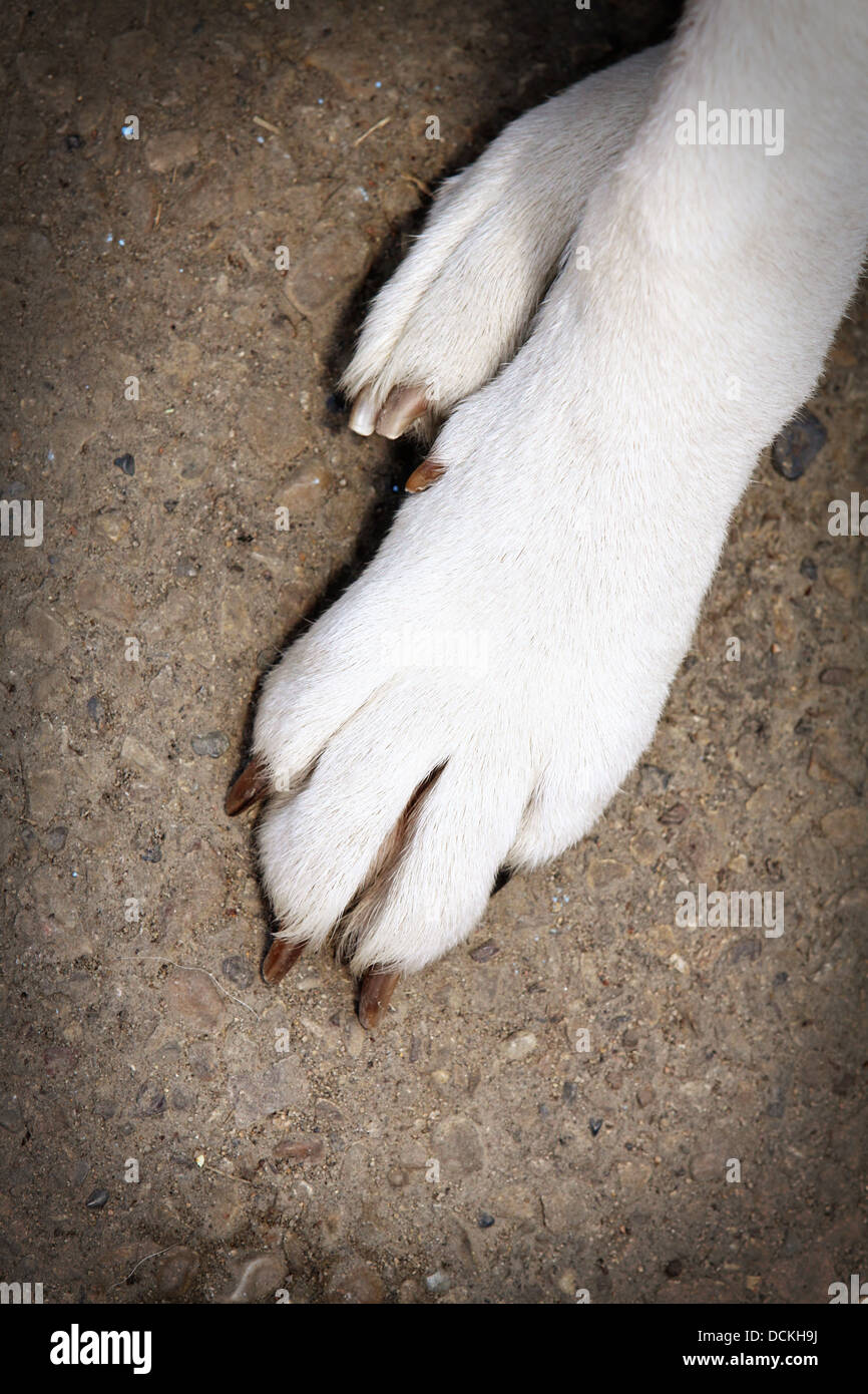 White Dog Paws Stock Photo Alamy