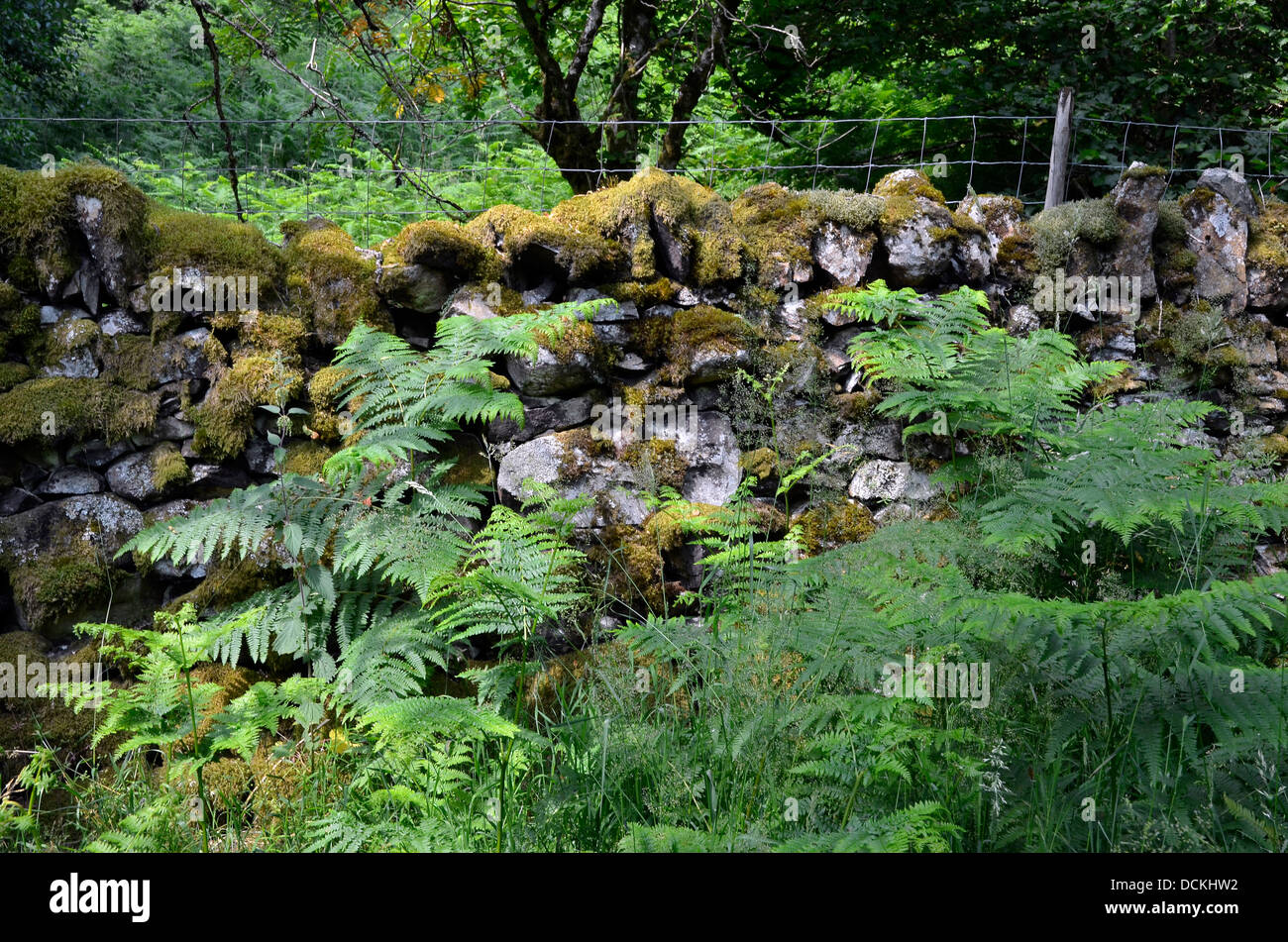 Moss covered dry stone wall with bracken in front, Lake District