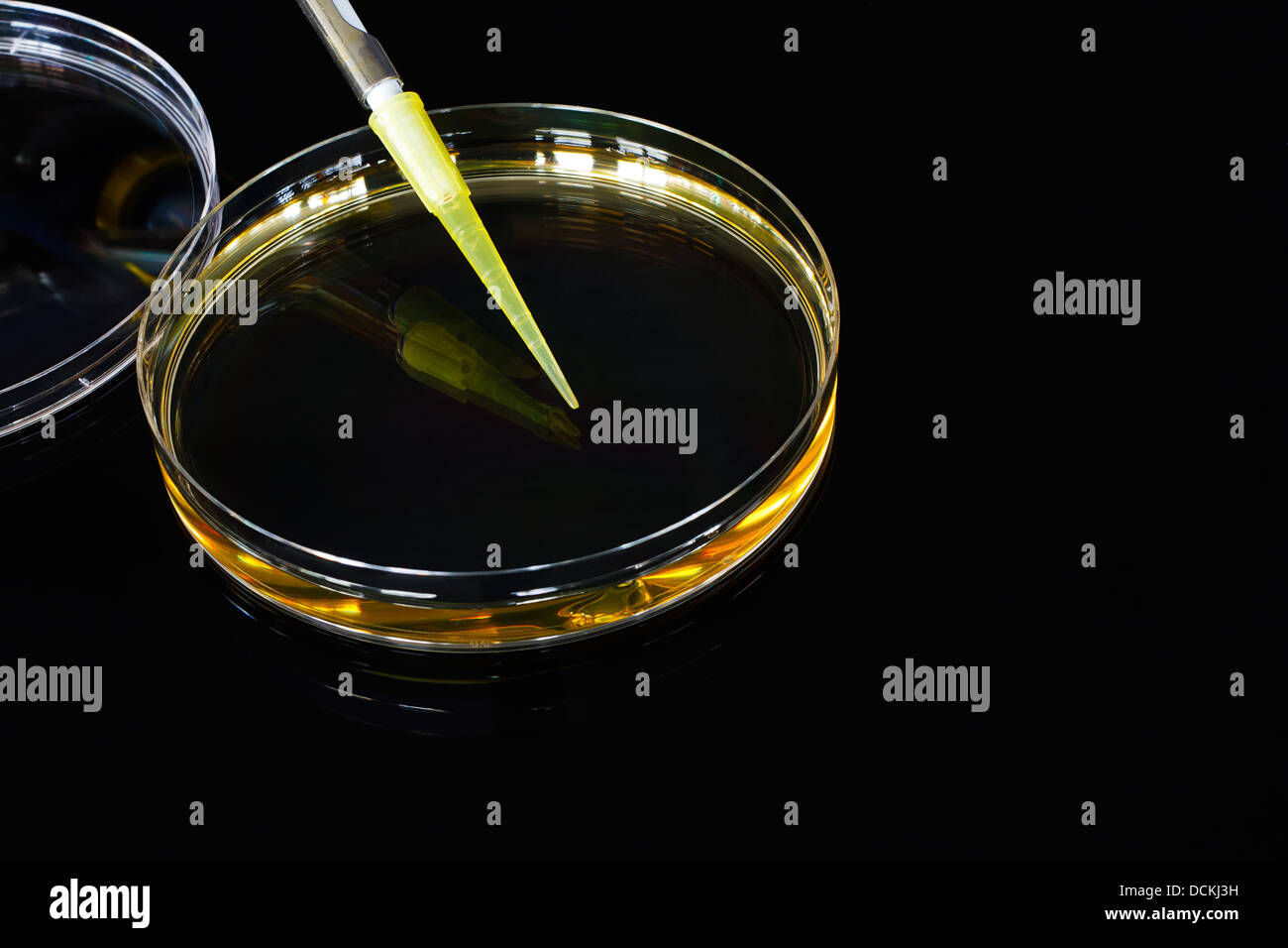 Petri dish filled with Agar fluid for medical research into bacterial cultures often used in colleges and for biotechnology Stock Photo