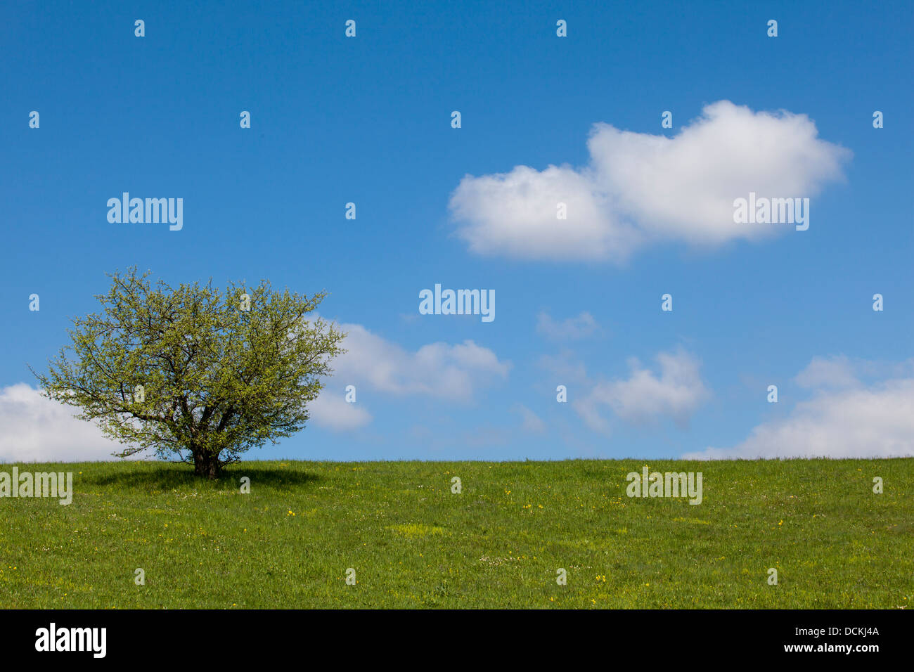 Blue sky with clouds and tree hi-res stock photography and images - Alamy
