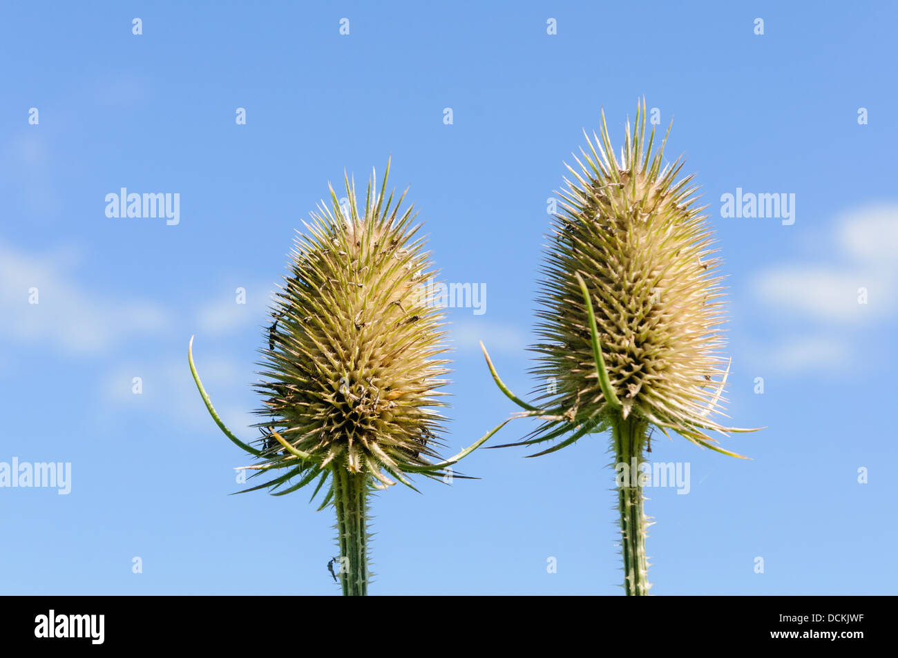 Seedheads of teasel (Dipsacus fullonum) plants Stock Photo