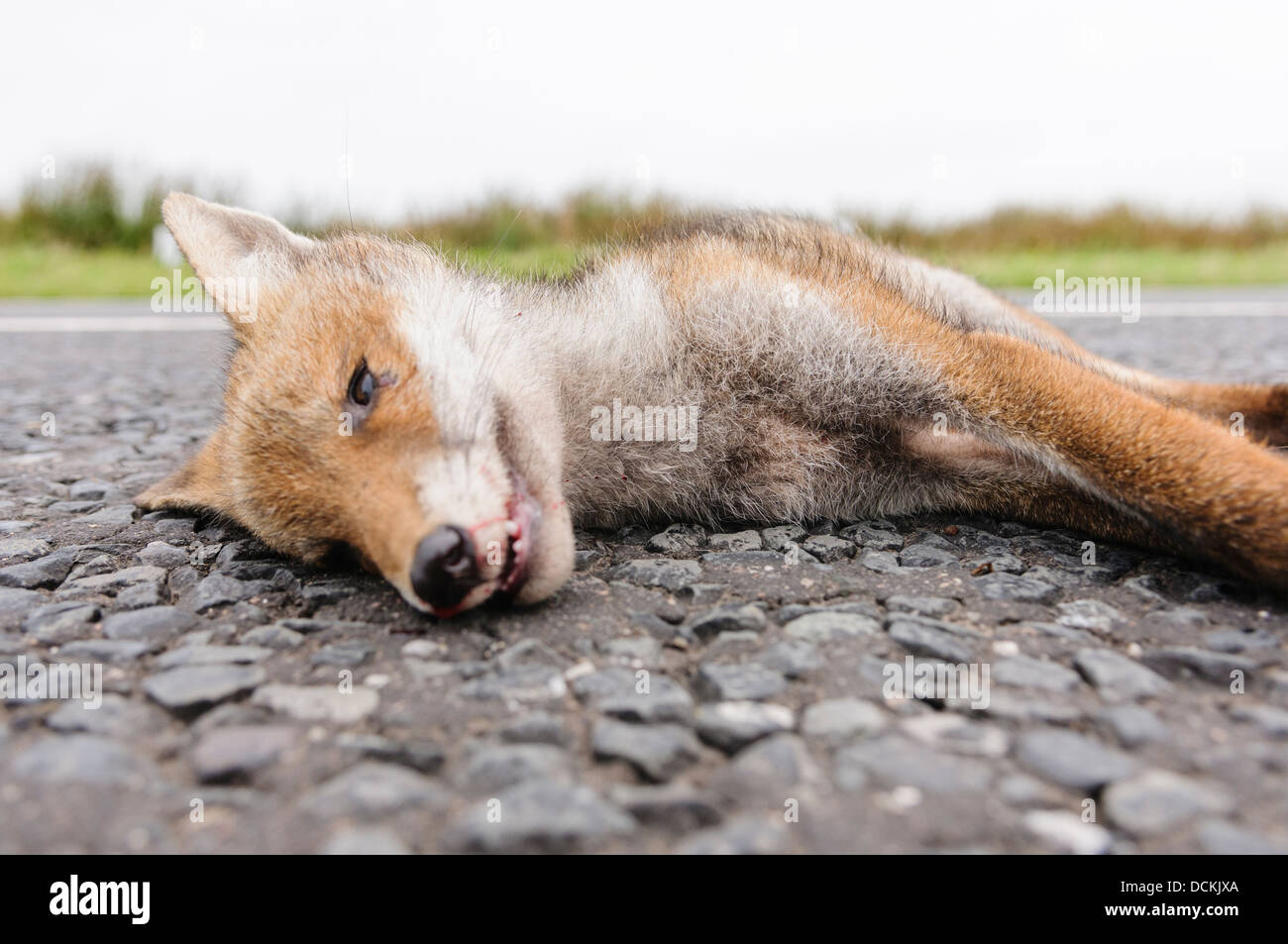 Dead fox roadkill on a rural road Stock Photo