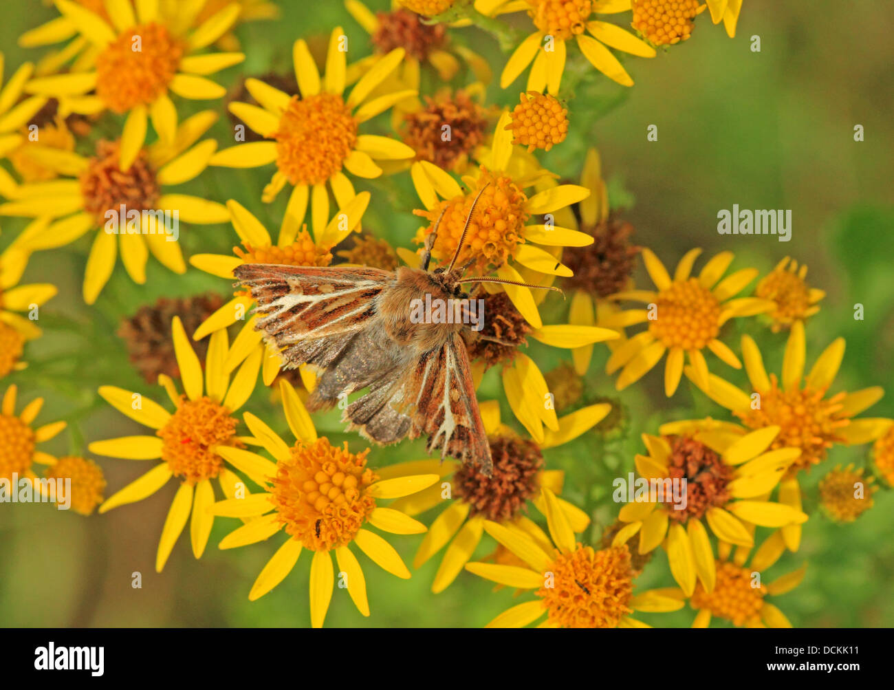 British Wild Flower Ragwort and Moth Stock Photo