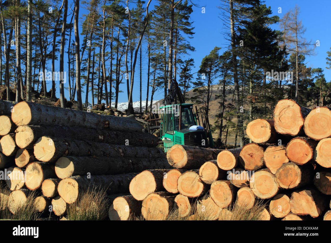 Logging in a Pine Forest Stock Photo