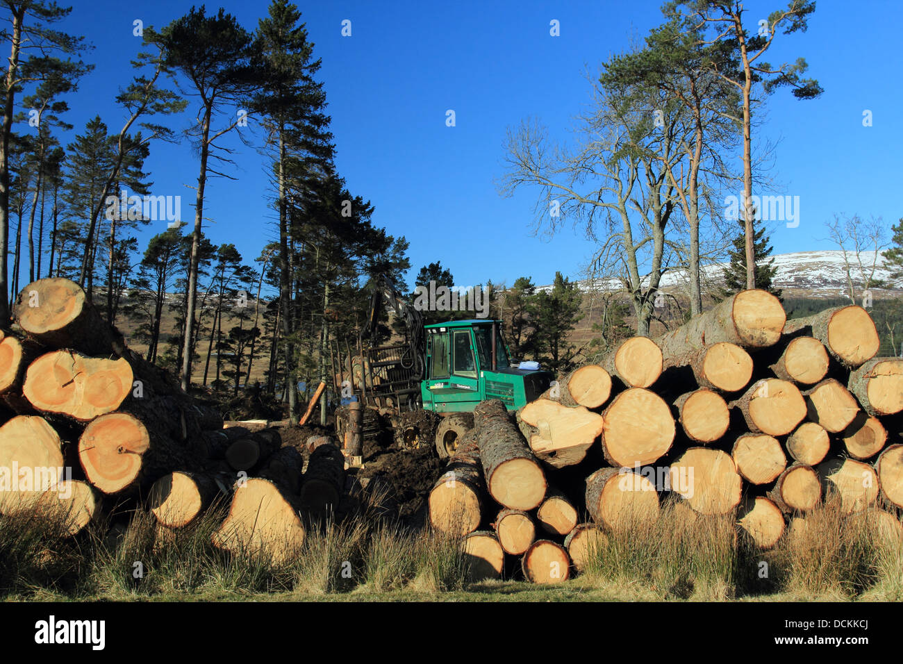 Logging in a Pine Forest Stock Photo