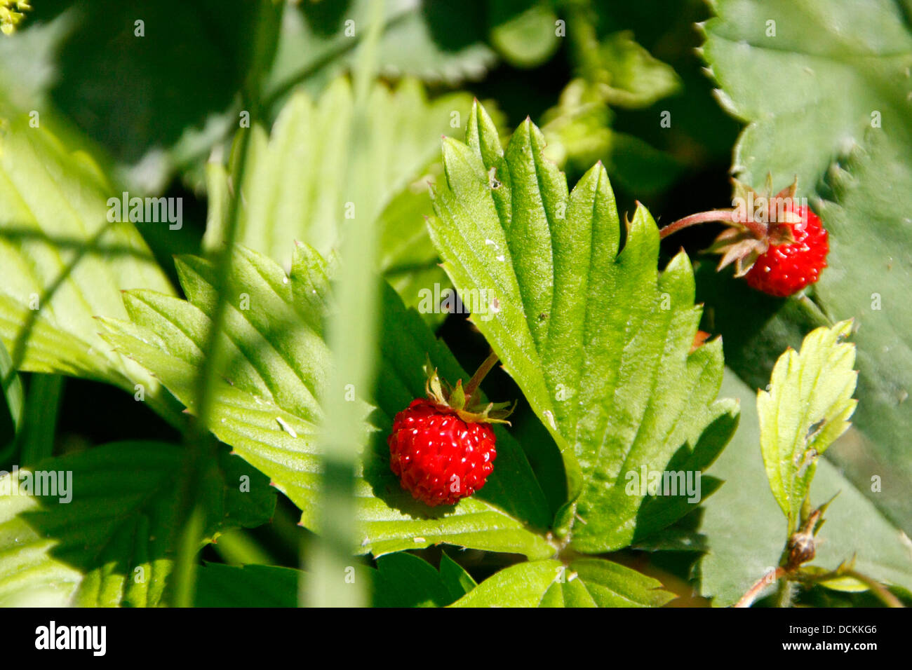 Ripe fruit of a forest-strawberry (Fragaria vesca L.). Forest-strawberries are small but very aromatic. One finds the 5 to 20 cm high plants on forest-edges , way-edges  and on forest-clearings. Photo: Klaus Nowottnick Date: July 09, 2013 Stock Photo