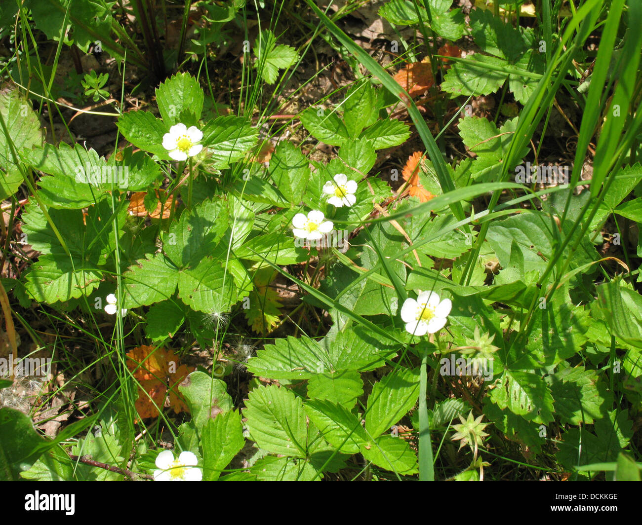 Blossoms of  forest-strawberry (Fragaria vesca L.). The blossom is white and has 5 sepals.  One finds the 5 to 20 cm high plants on forest-edges , way-edges  and on forest-clearings. Photo: Klaus Nowottnick Date: June 7, 2013 Stock Photo