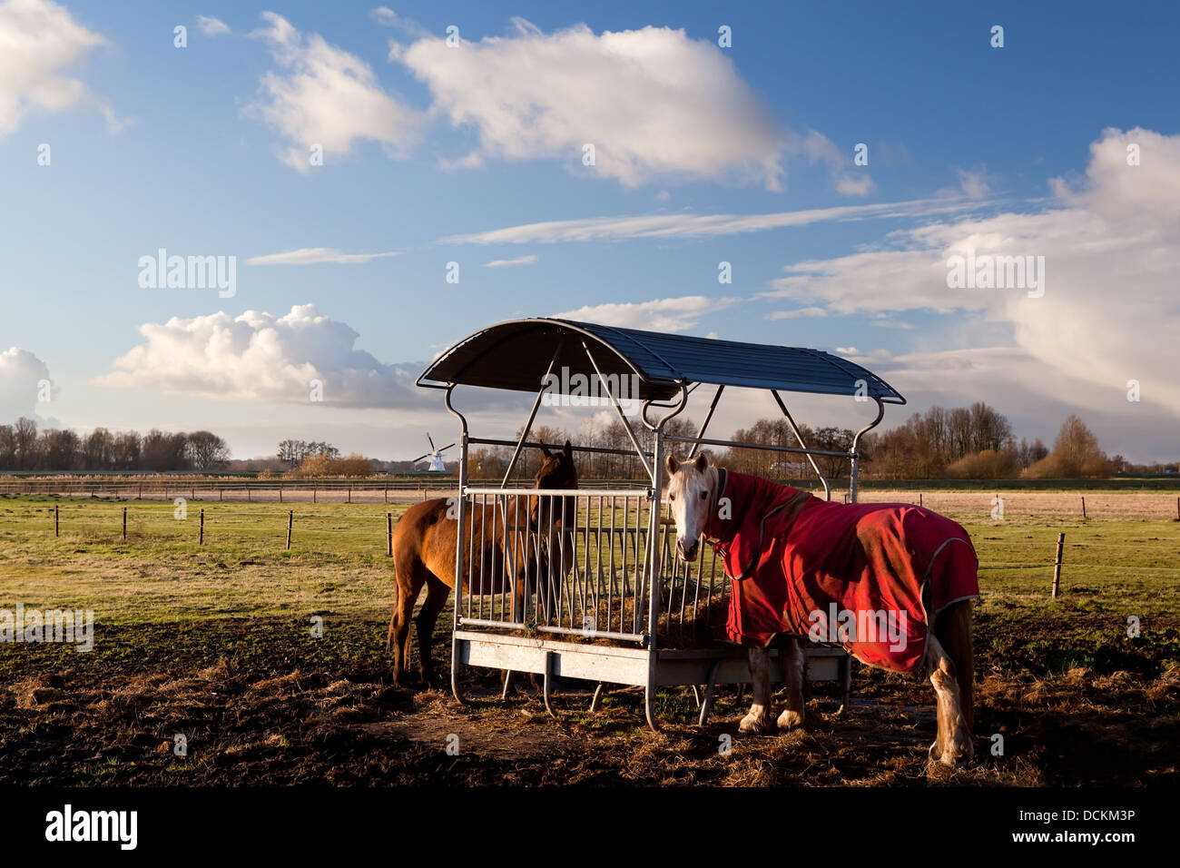 Red horse blanket hires stock photography and images Alamy