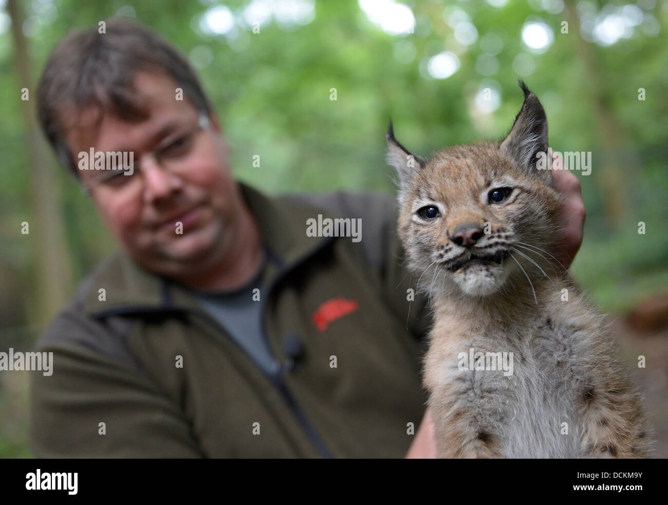 Edertal-Hemfurth, Germany. 20th Aug, 2013. Animal keeper Thomas Wagener holds a three month old lynx sat the Wildlife Park Edersee in Edertal-Hemfurth, Germany, 20 August 2013. Two young lynx are currently the main attraction of the wildlife park. Photo: Uwe Zucchi/dpa/Alamy Live News Stock Photo