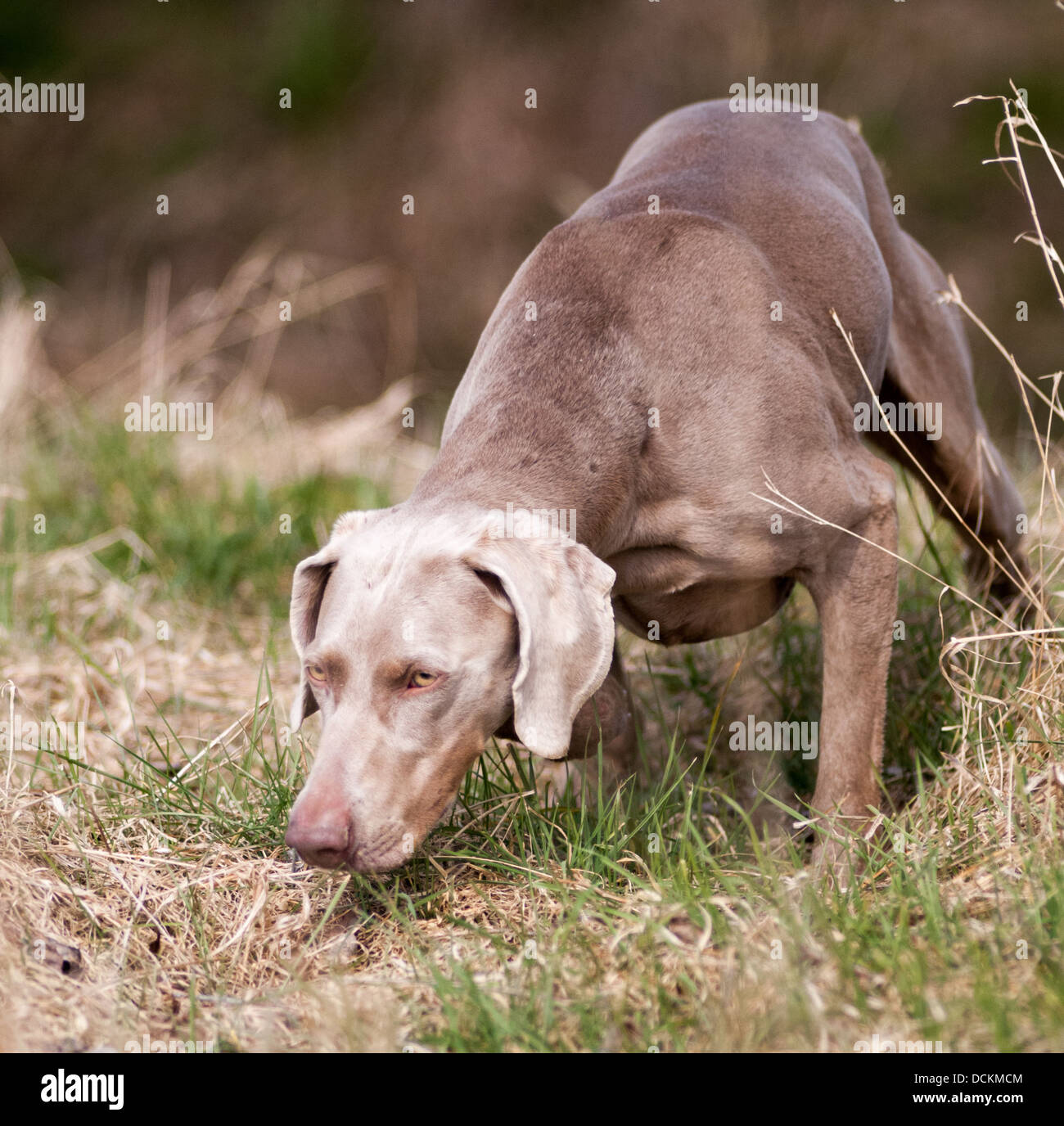 A Weimaraner dog; a Hunter Pointer Retriever (HPR) working gun dog at a HPR dog training day Stock Photo