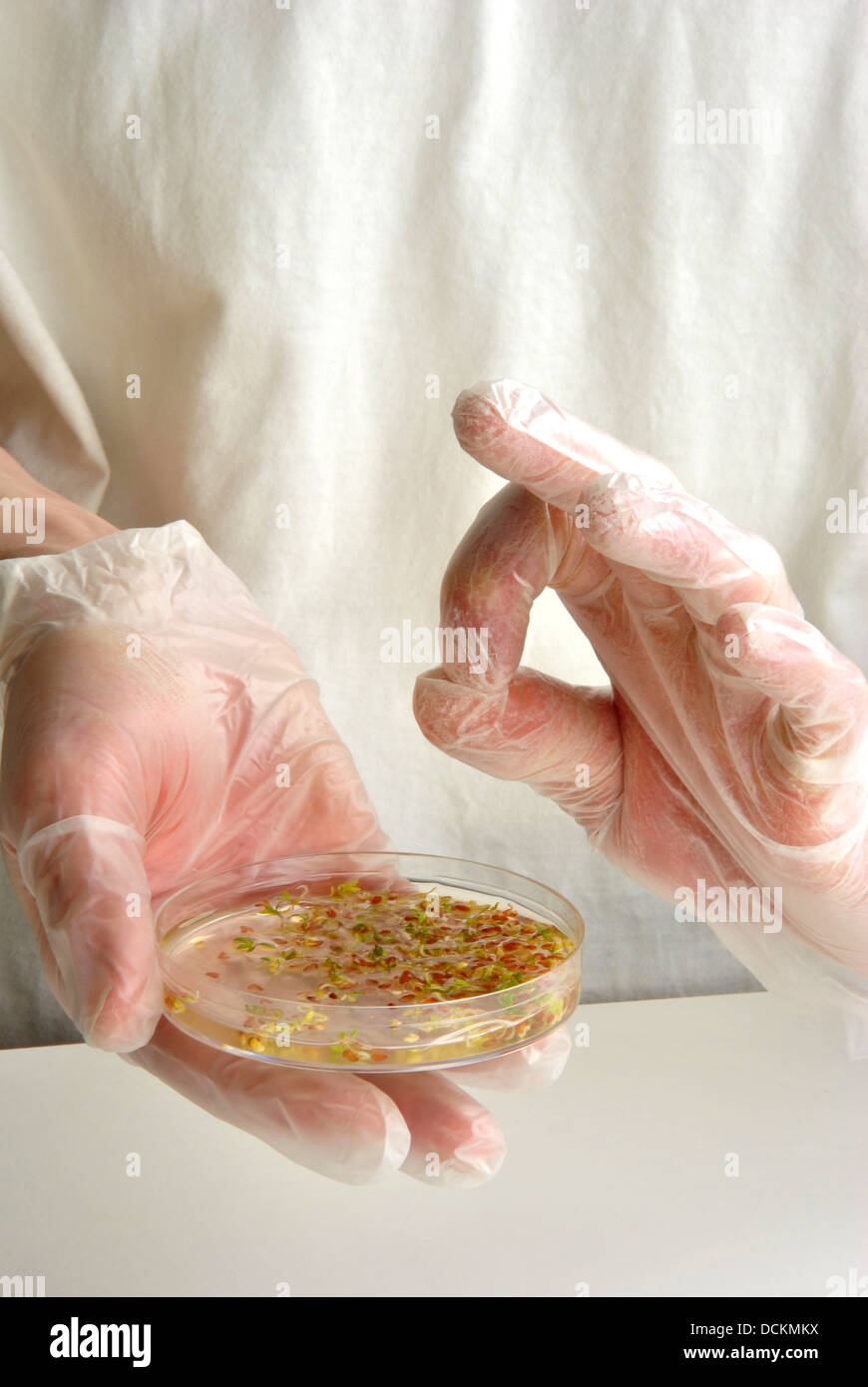 laboratoy with offshoots in a petri dish Stock Photo