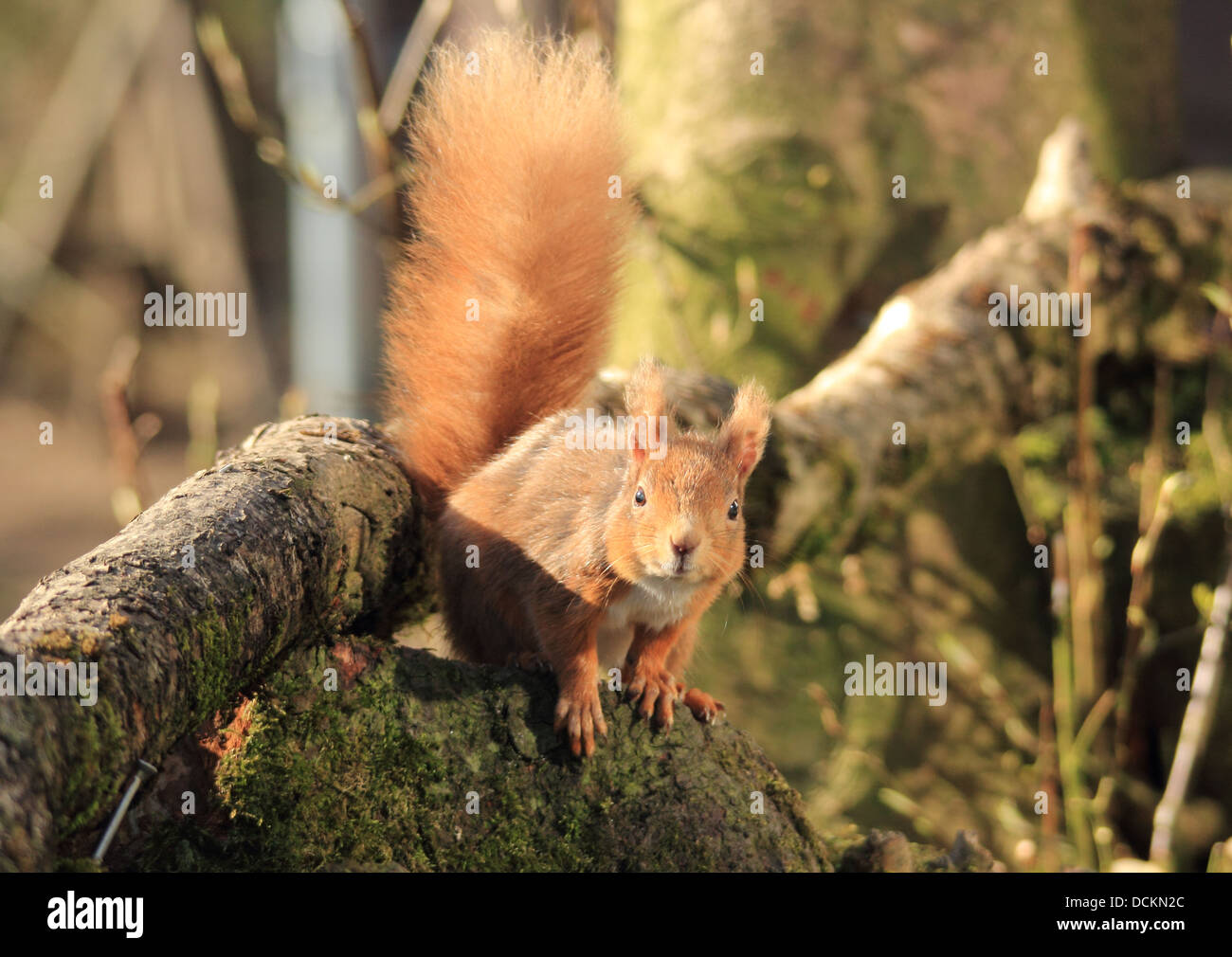 Red Squirrel Stock Photo