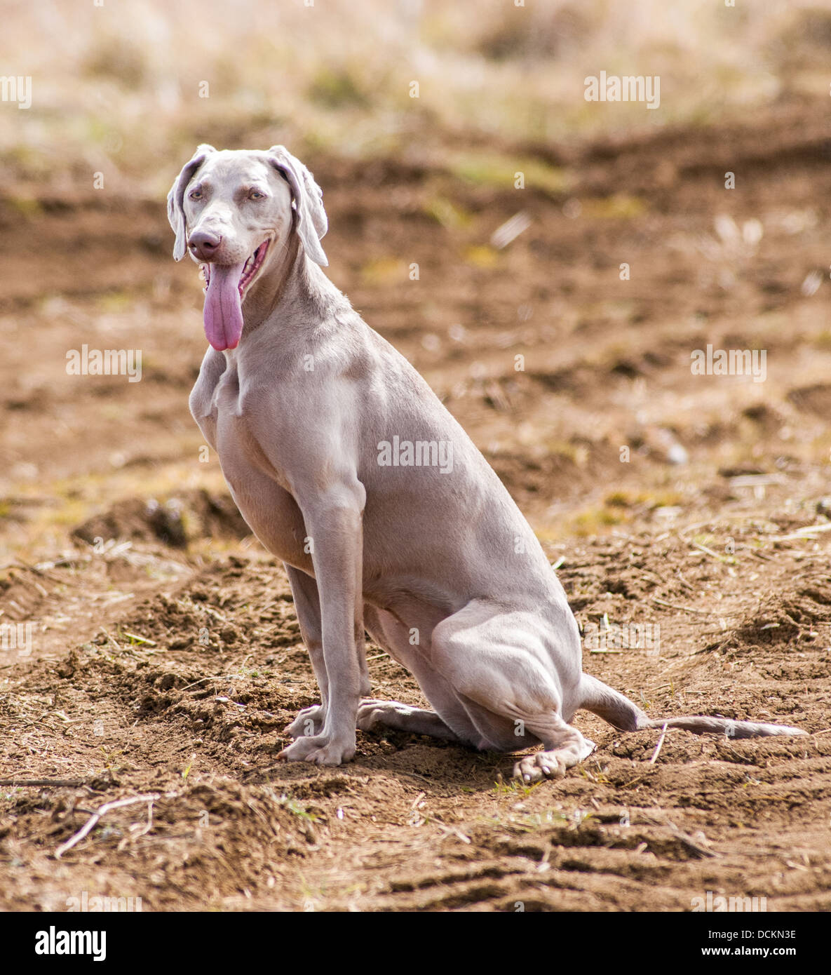 A Weimaraner dog; a Hunter Pointer Retriever (HPR) sat during a working gun dog training day Stock Photo