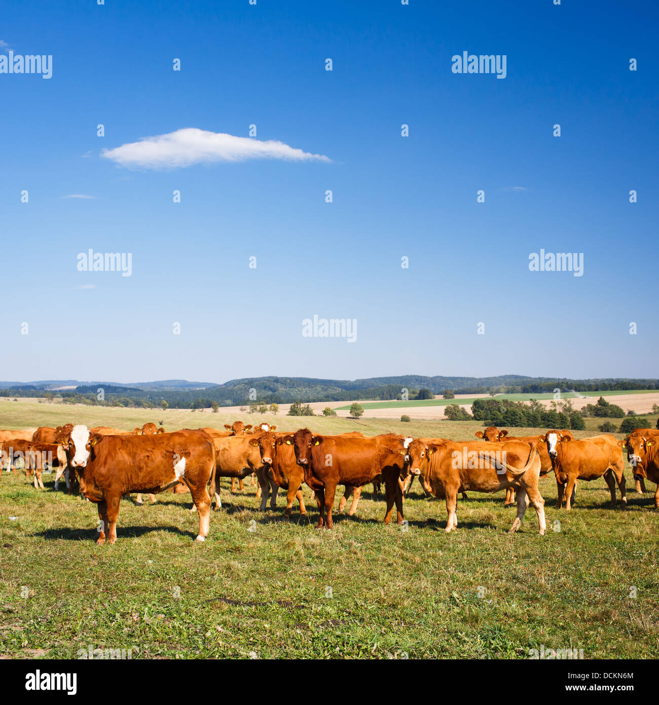 Cows grazing on a lovely green pasture Stock Photo - Alamy