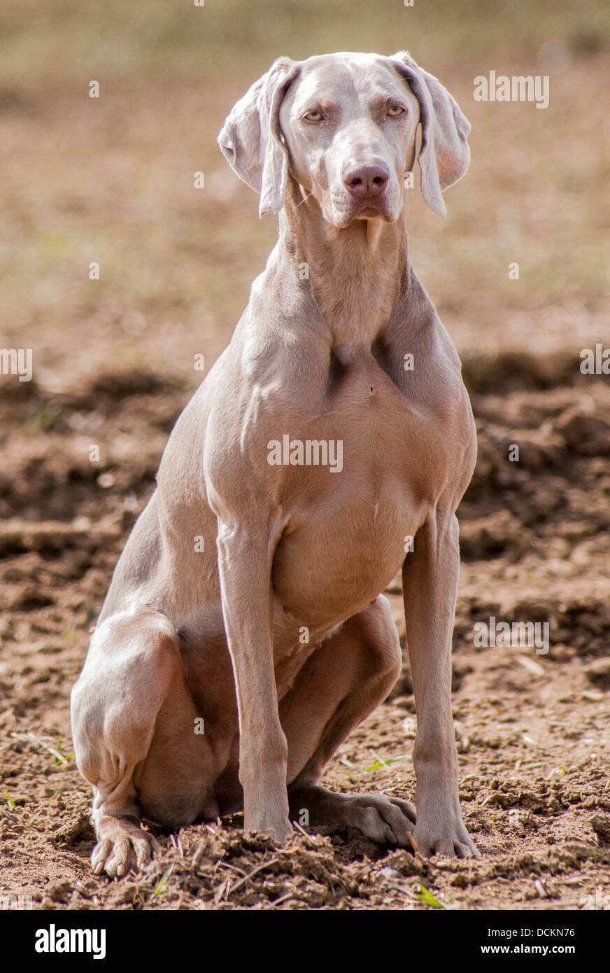 A Weimaraner dog; a Hunter Pointer Retriever (HPR) sat during a working gun dog training day Stock Photo