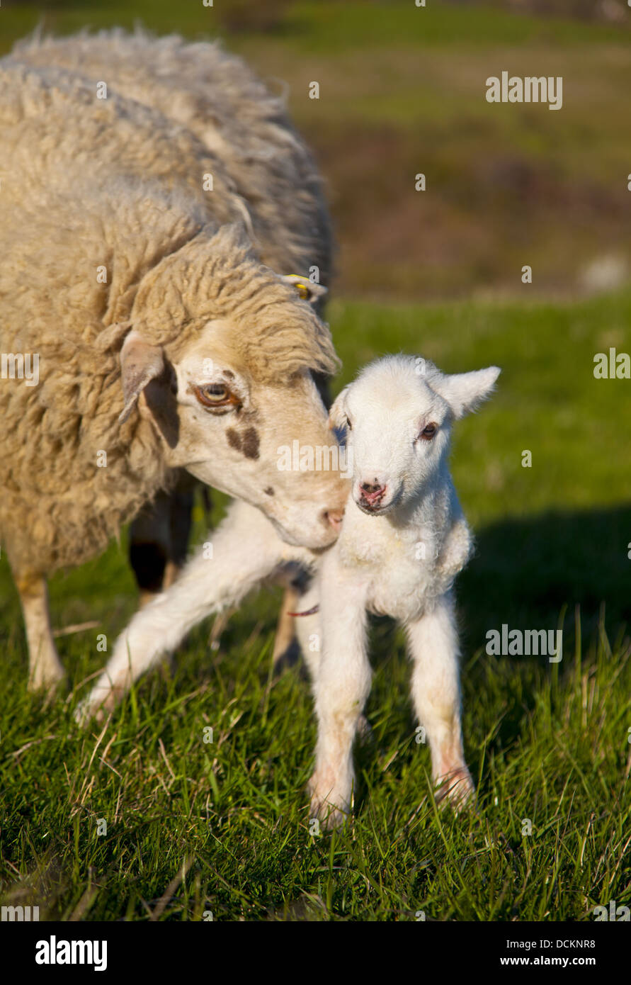 Sheep newborn lamb Stock Photo Alamy