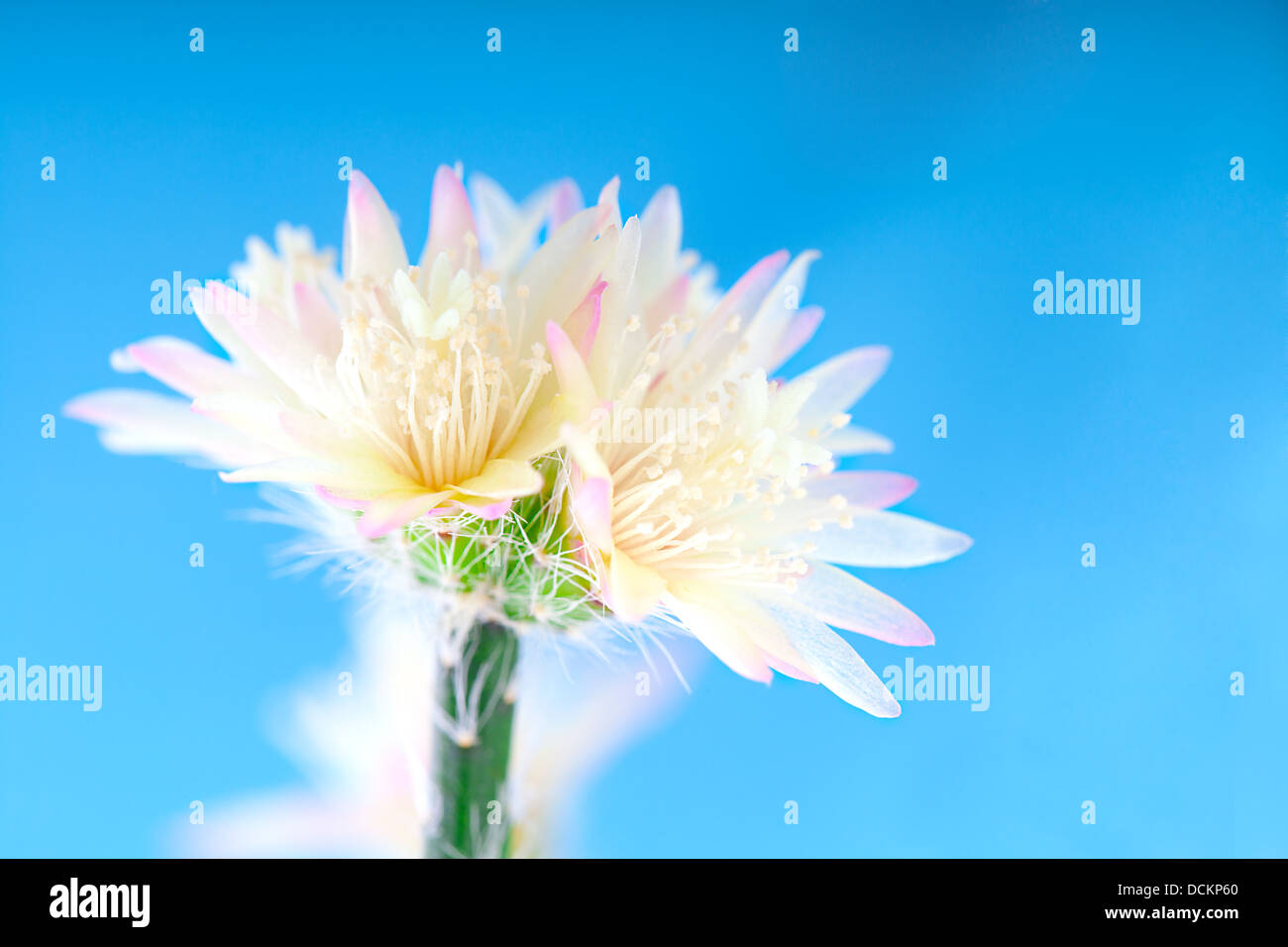 flower of rhipsalis pilocarpa - cactus, on blue background Stock Photo