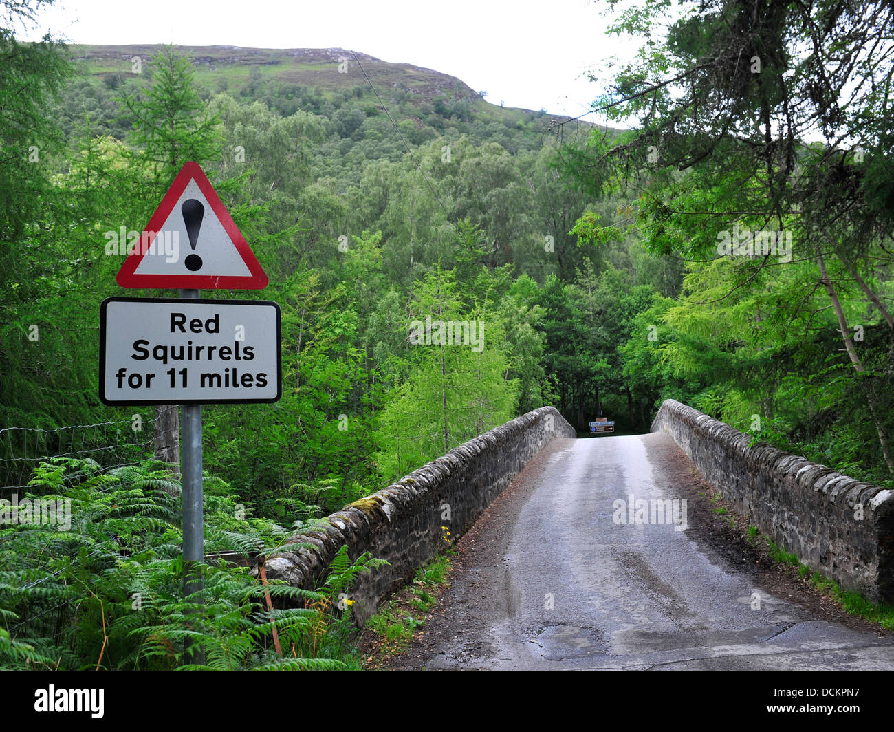 road sign warning of red squirrels Stock Photo
