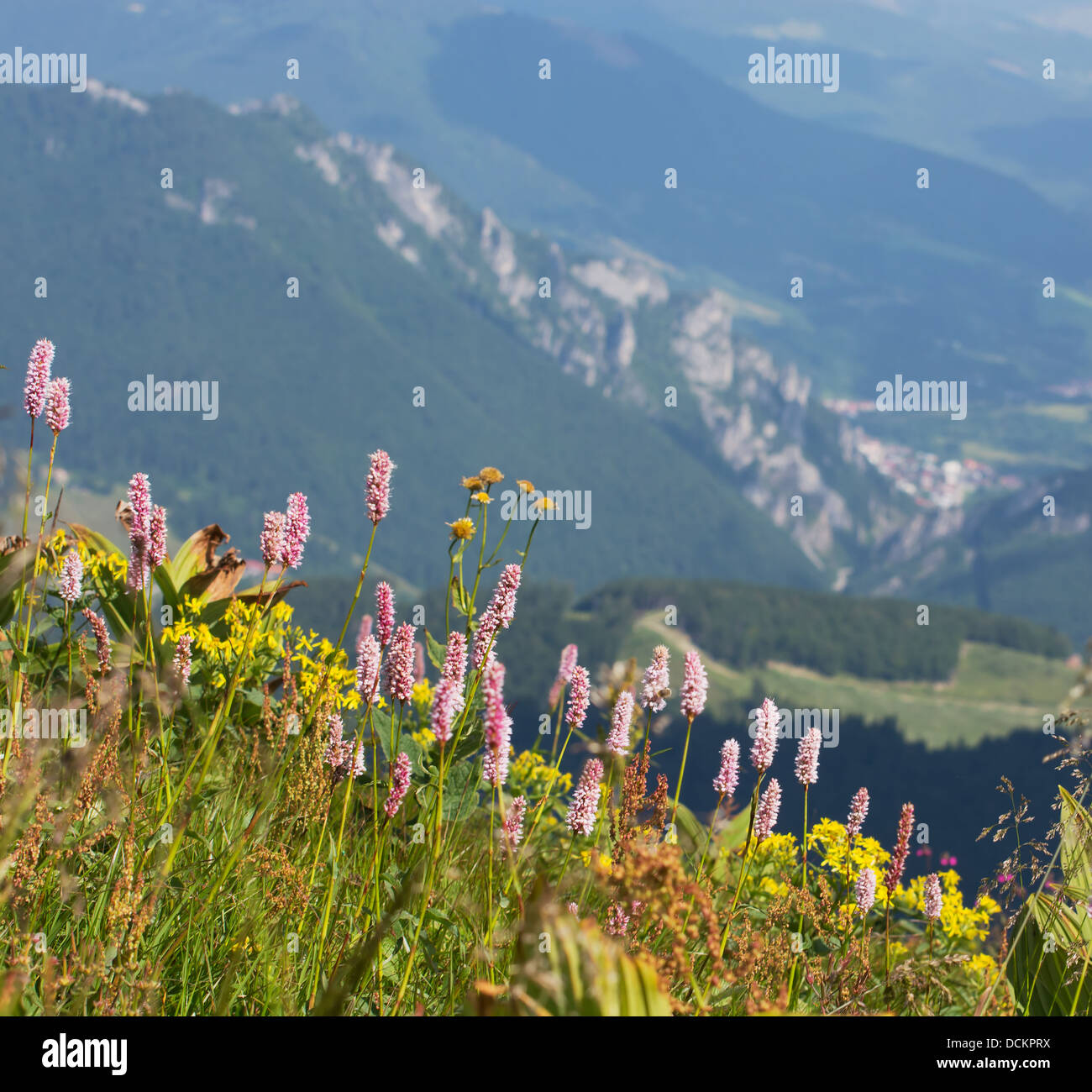 Common bistort (Persicaria bistorta) in the slovak mountains. Stock Photo