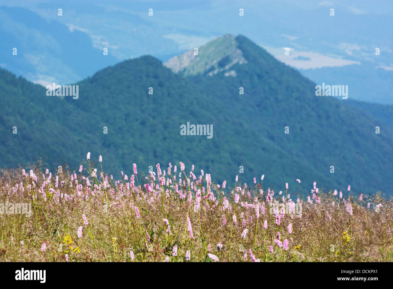 Common bistort (Persicaria bistorta) growing in the mountains. Stock Photo
