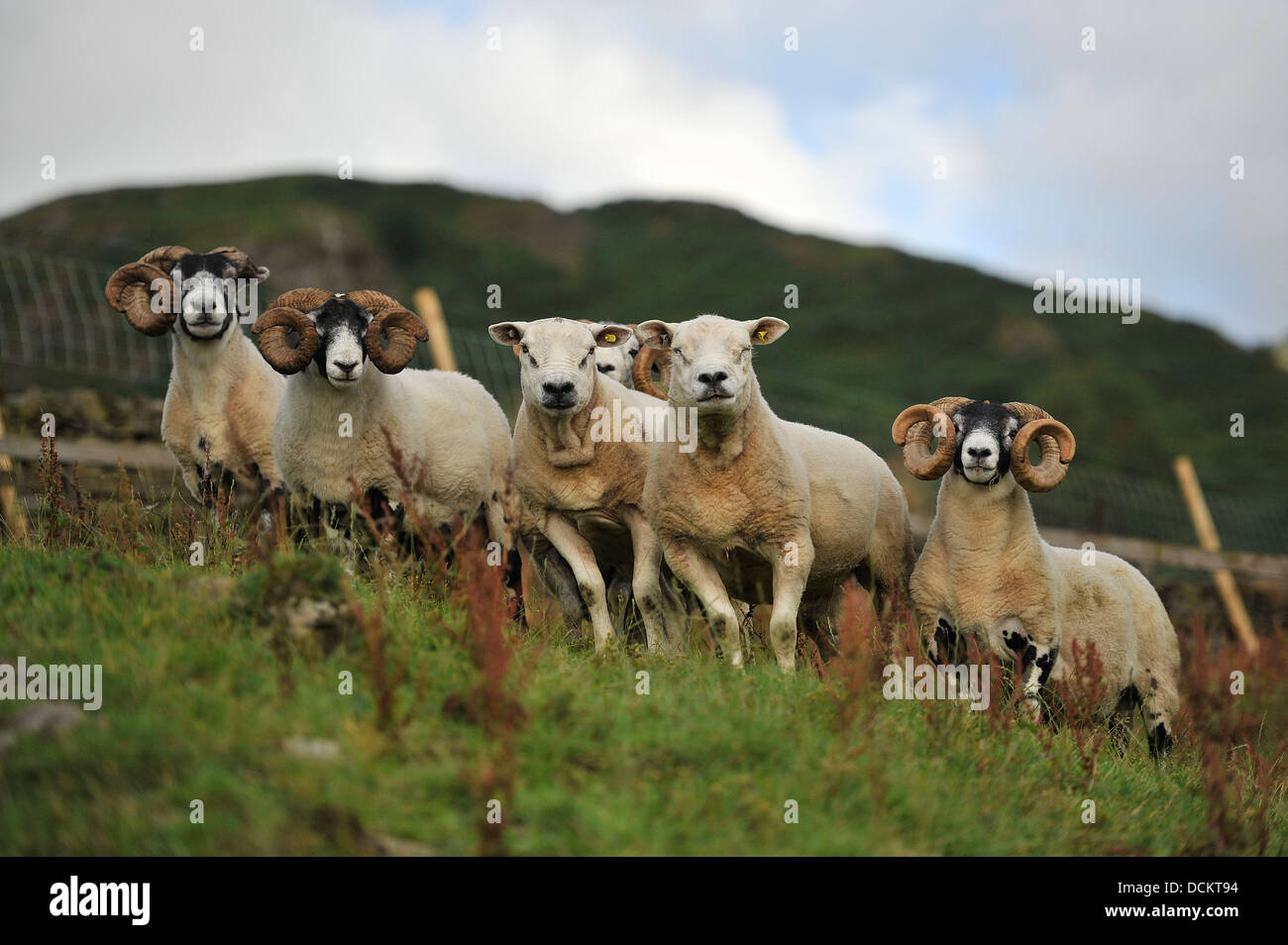rams in the scottish highlands Stock Photo