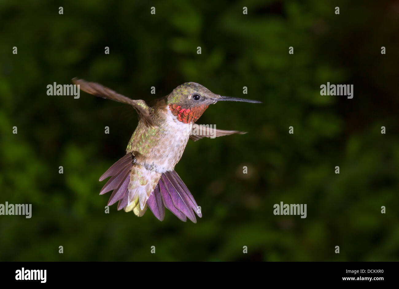 Male  ruby-throated hummingbird (Archilochus colubris) flying. Stock Photo