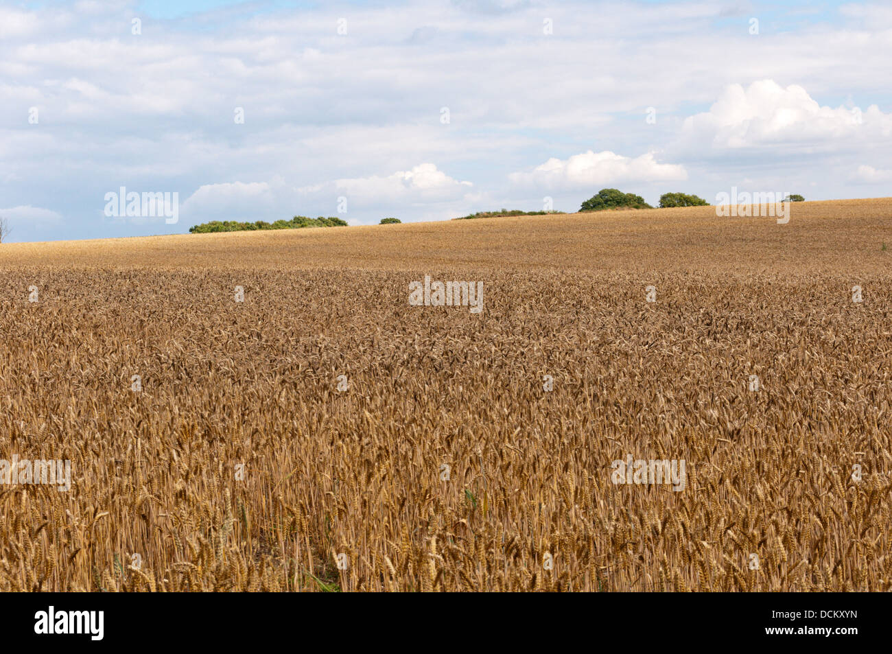 Field of corn growing in typical Essex farming scenery. Stock Photo