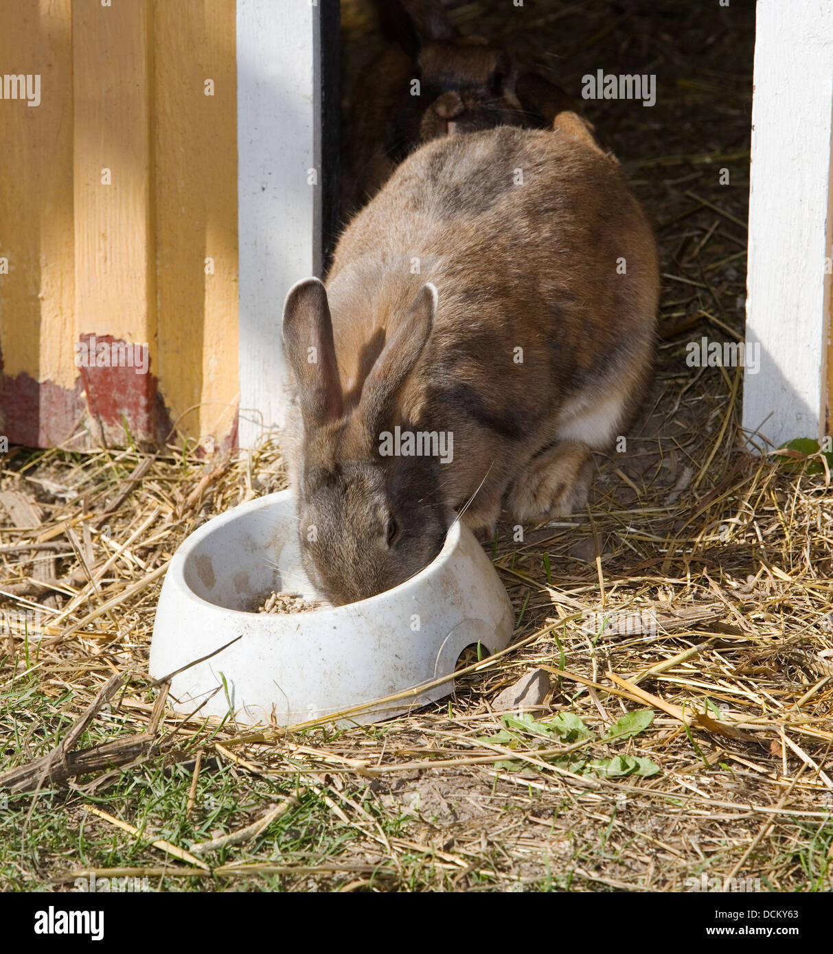 Rabbit eating a leaf hi-res stock photography and images - Alamy