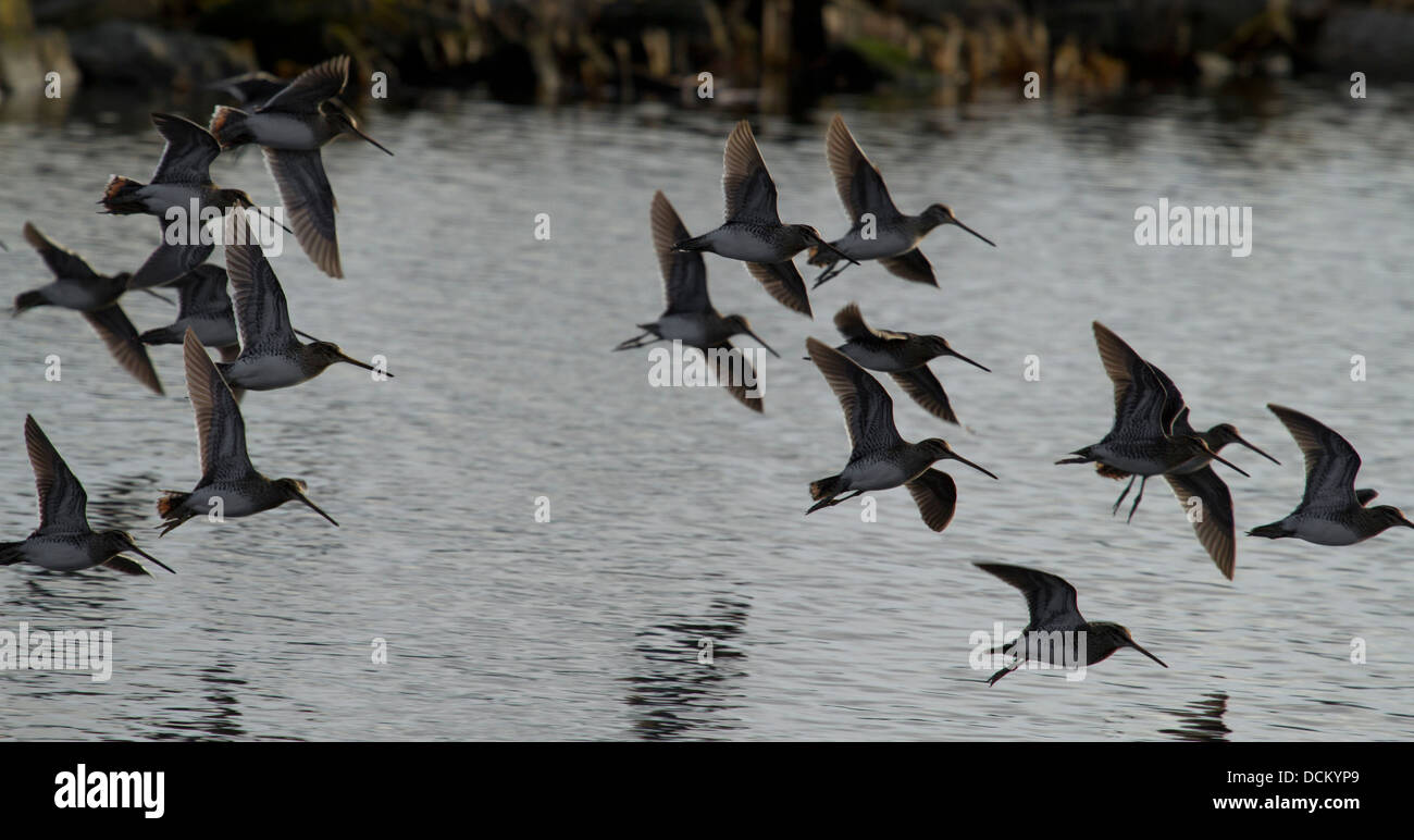 Snipe [Gallinago gallinago] Stock Photo - Alamy