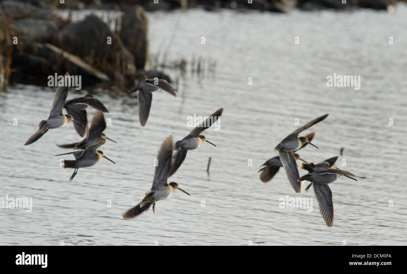 Gallinago gallinago flying bird hi-res stock photography and images - Alamy