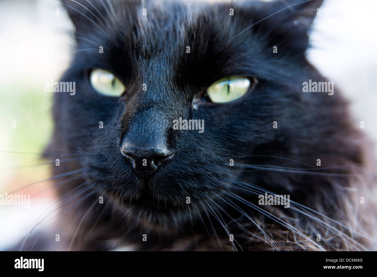 Ugly Cats Hi Res Stock Photography And Images Alamy