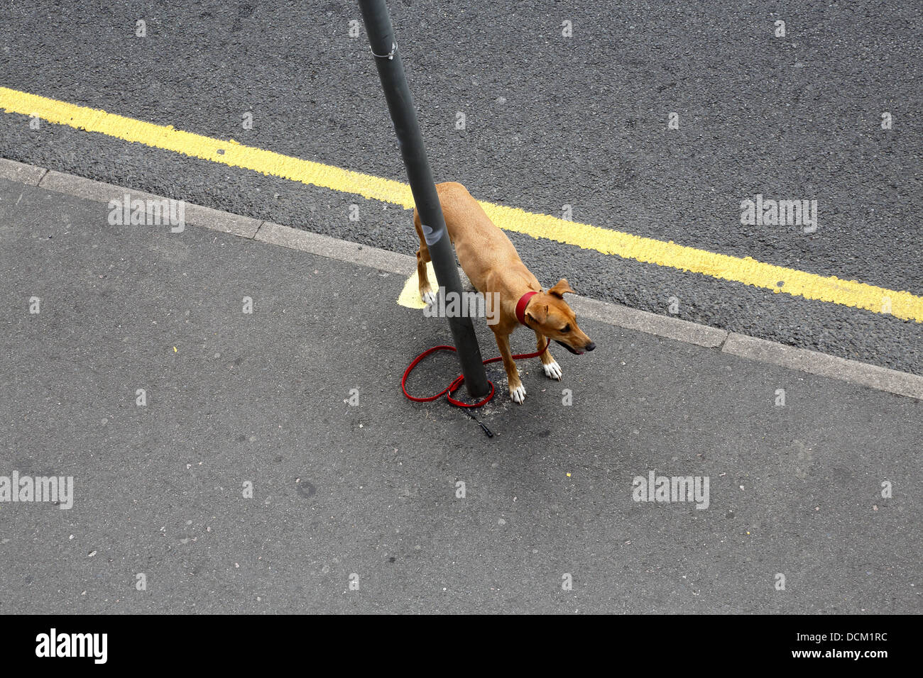 Tethered dog on a leash tied to a lamppost in the road. Stock Photo
