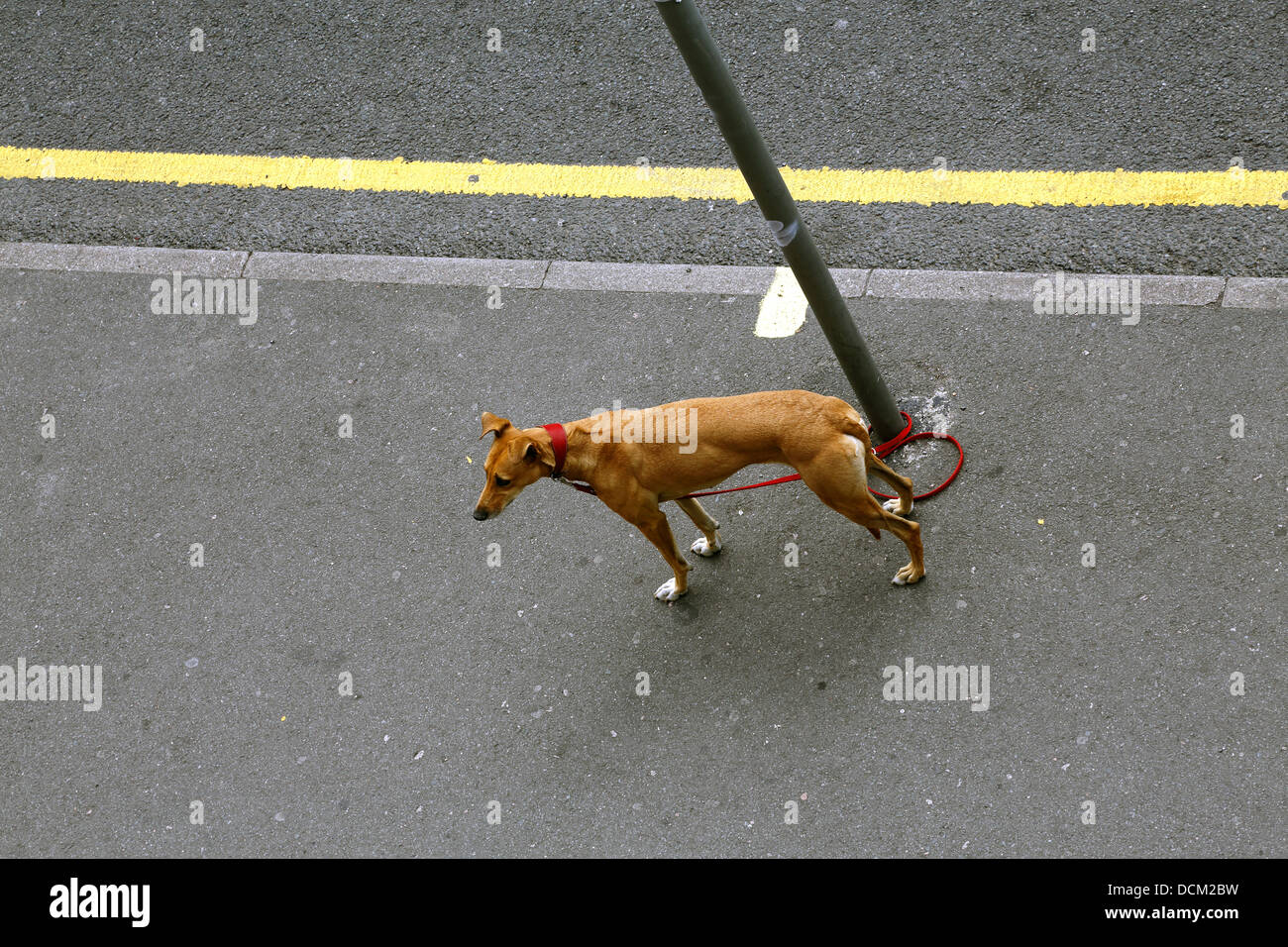 Tethered dog on a leash tied to a lamppost in the road. Stock Photo