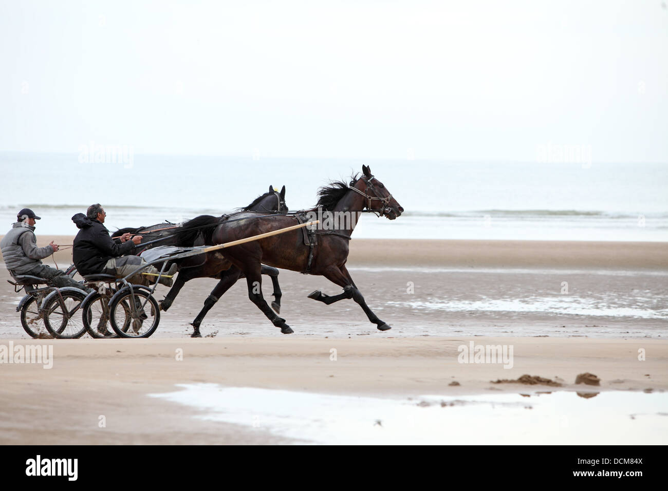 Harness racing, Sulky Racing, Horse Gig Racing, on the beach. Gypsy