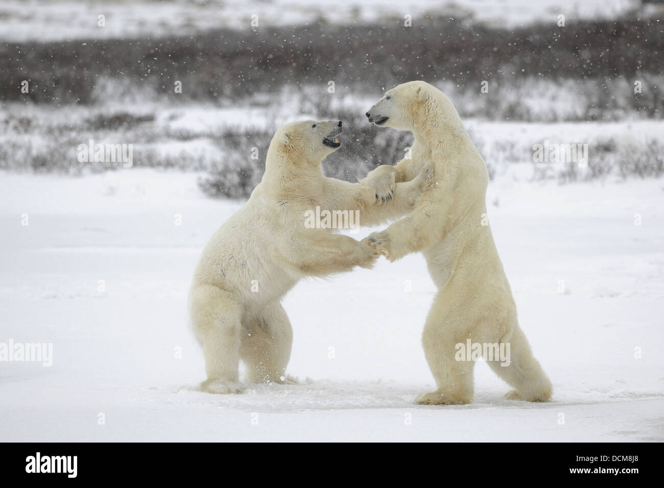 Aggressive polar bear hires stock photography and images Alamy