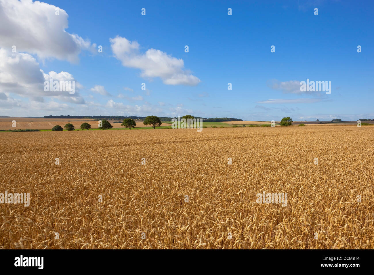 Summer ripening wheat fields hi-res stock photography and images - Alamy