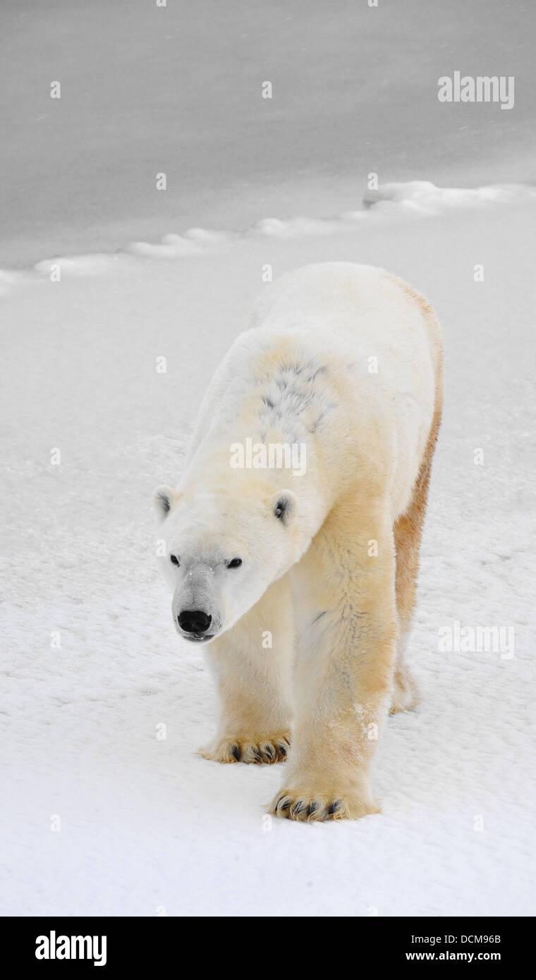 Black polar bear hi-res stock photography and images - Alamy